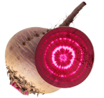 Beetroot